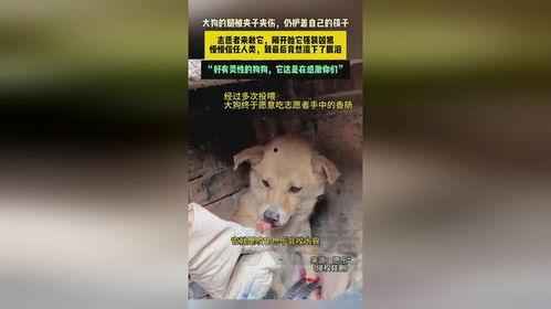 河南大狗爆料视频最新,揭秘背后惊人真相